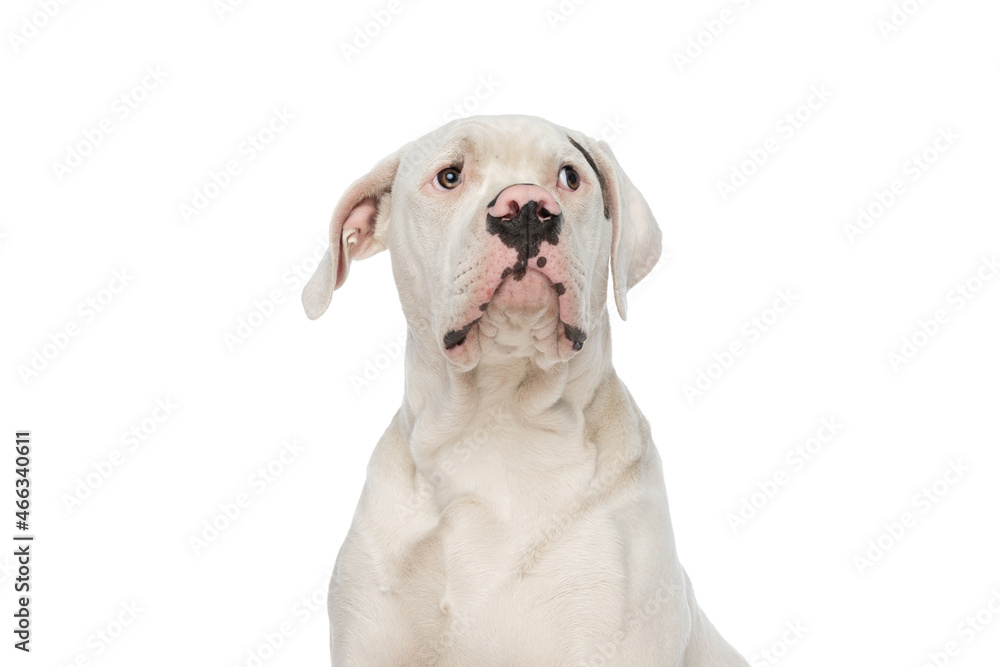 curious american bulldog dog looking up and sitting in studio