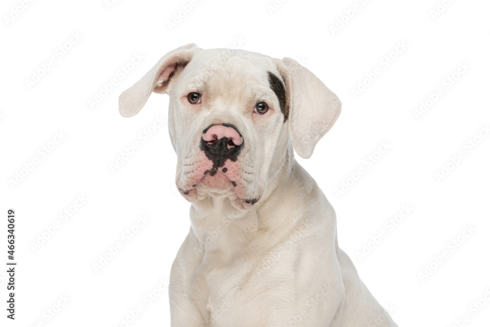 portrait of precious american bulldog dog sitting on white background