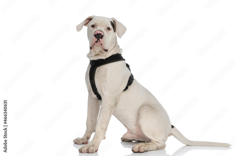 sweet american bulldog puppy wearing harness and sitting in studio