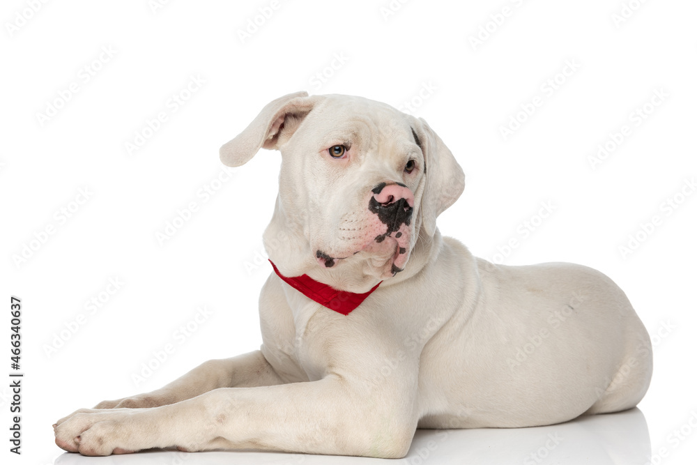 side view of cute american bulldog dog with red bandana looking to side