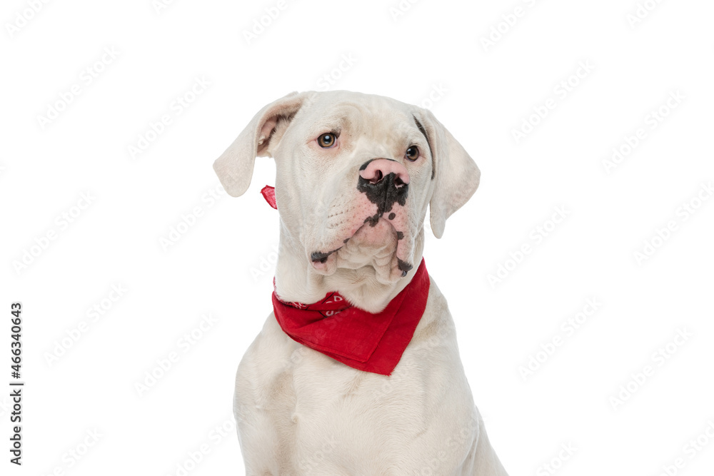 curious american bulldog dog wearing red bandana and looking away