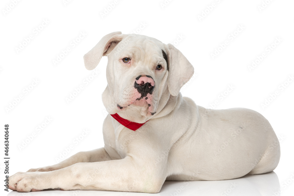 precious american bulldog puppy with red bandana laying down