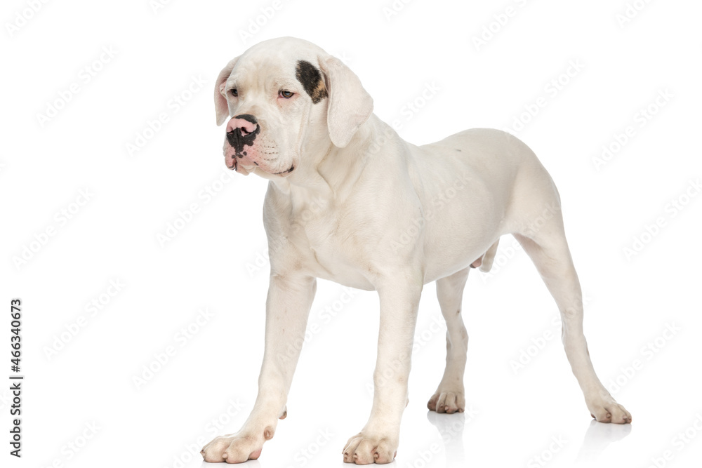 precious american bulldog pup looking away on white background
