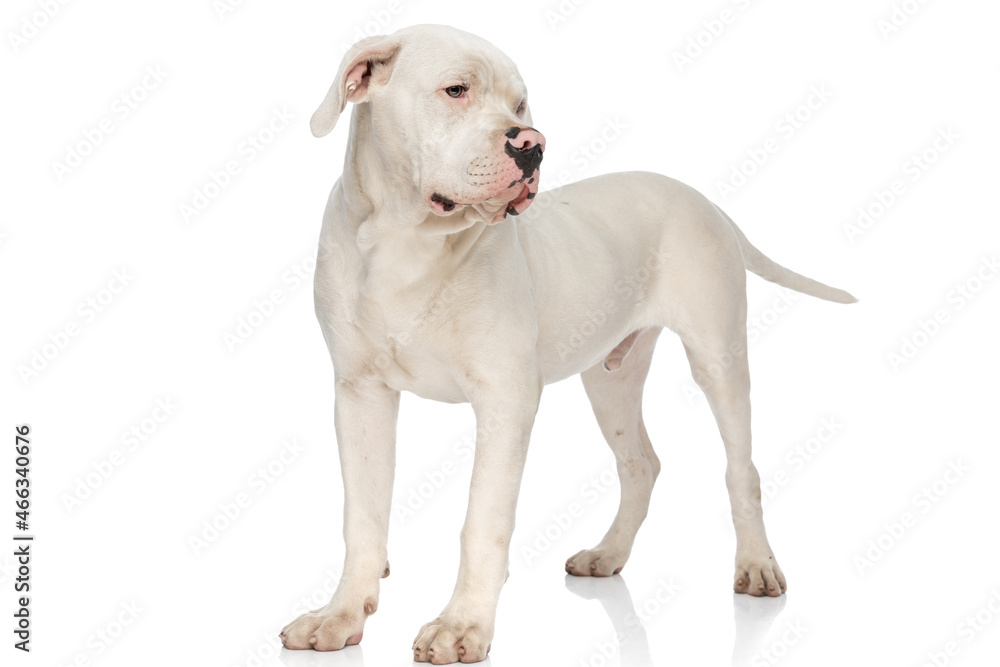 adorable american bulldog puppy looking to side