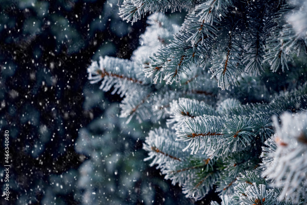 Snow-covered spruce branches in winter during snowfall, Christmas and New Year background
