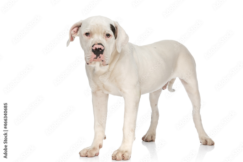 beautiful american bulldog dog standing on white background