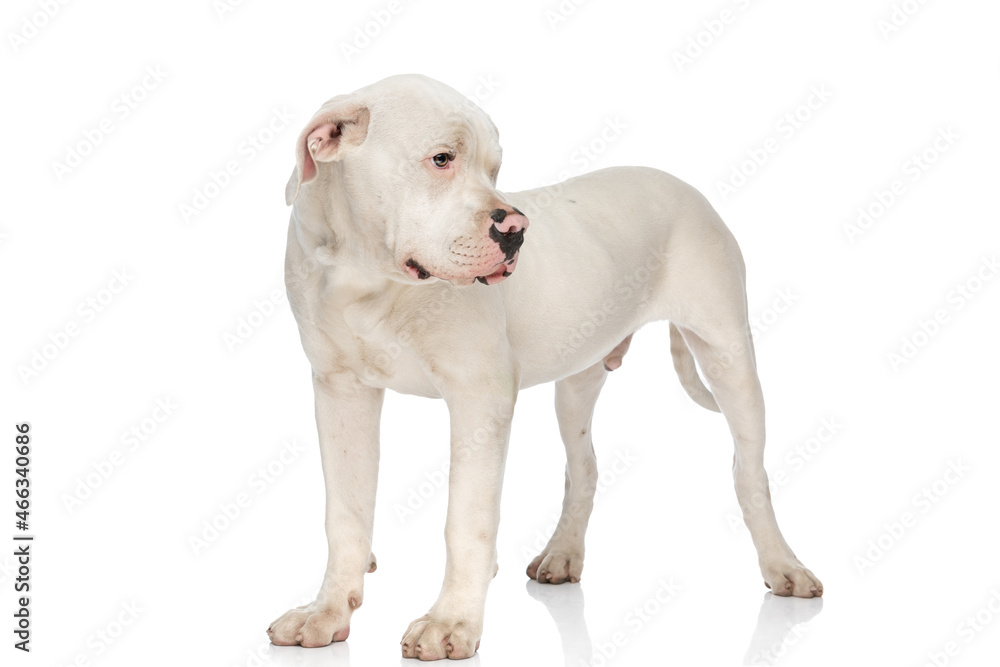 sweet american bulldog dog looking to side in studio