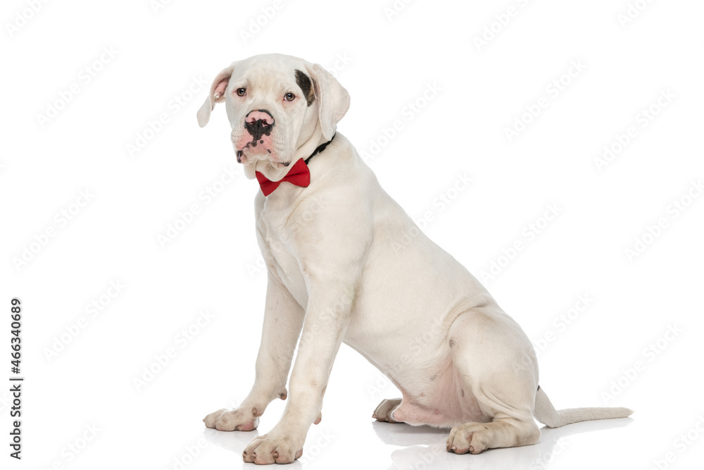 gentleman american bulldog dog with bowtie sitting in studio