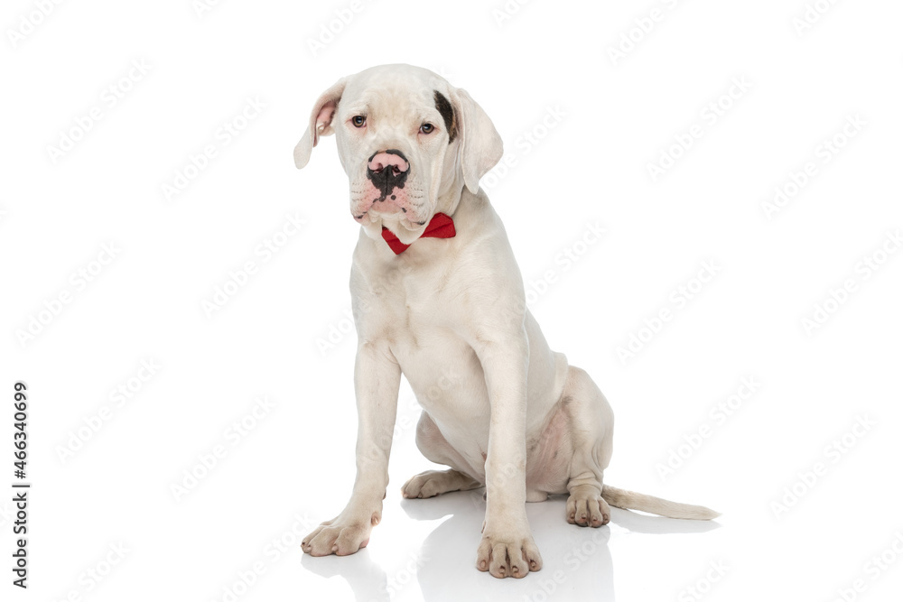 white american bulldog dog with red bowtie sitting in studio