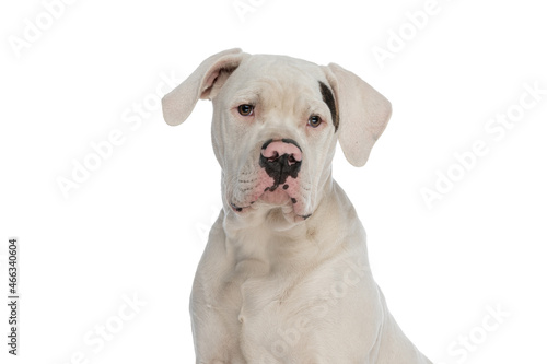 adorable american bulldog dog looking away in studio