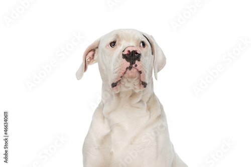 curious american bulldog dog looking up and sitting in studio