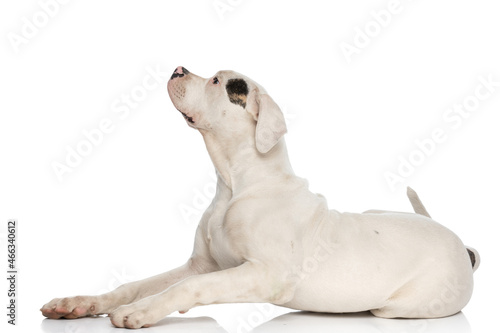 side view of eager american bulldog dog looking up and being curious
