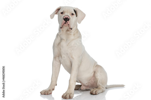 cute american bulldog dog sitting on white background