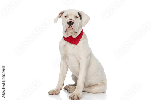 cute american bulldog dog with red bandana sitting in studio