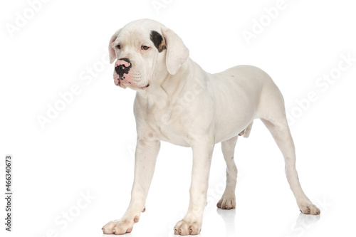 precious american bulldog pup looking away on white background