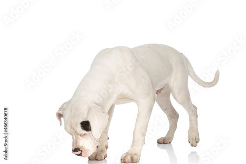 curious american bulldog dog looking down and sniffing