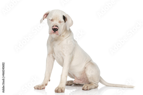 sleepy american bulldog dog sitting in studio and closing eyes