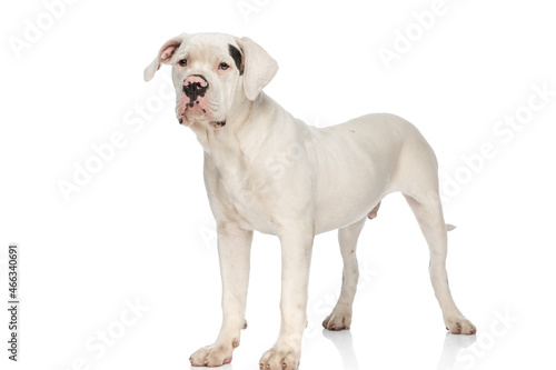precious american bulldog dog looking away and standing in studio