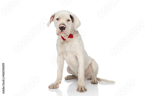 white american bulldog dog with red bowtie sitting in studio