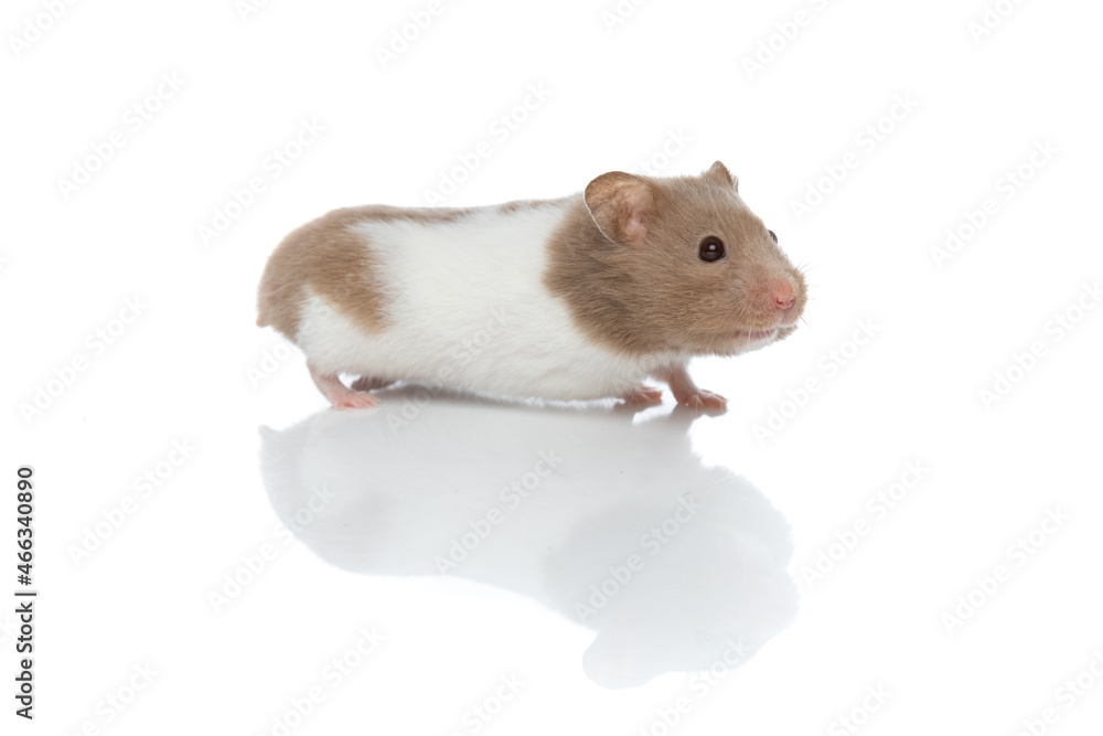adorable syrian hamster walking on his way adorable syrian hamster walking on his way