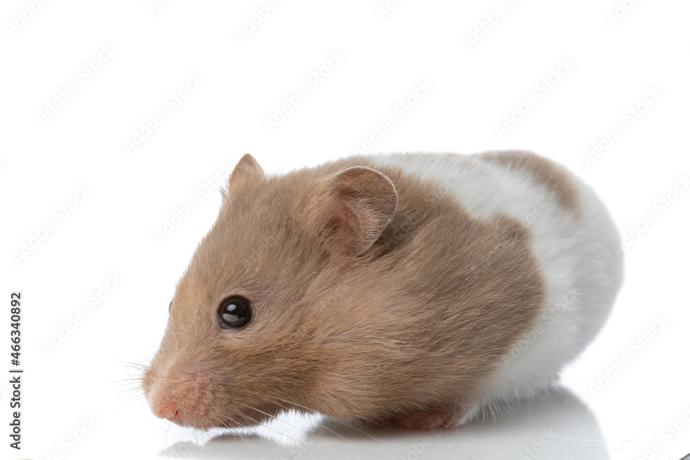 adorable syrian hamster looking at the camera adorable syrian hamster looking at the camera