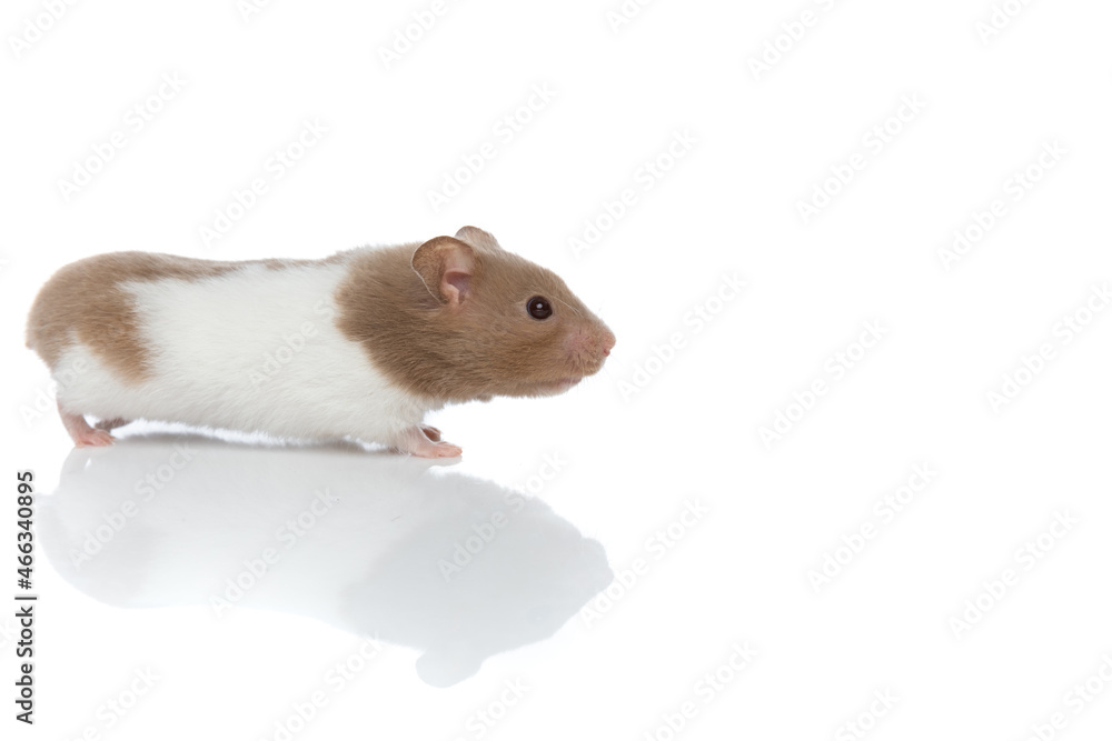 cute syrian hamster standing against white background cute syrian hamster standing against white background