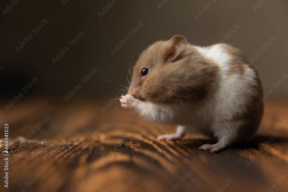 syrian hamster blowing his palms on a wooden table syrian hamster blowing his palms on a wooden table