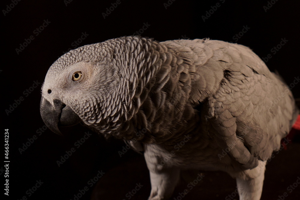 Obraz premium Kanaye 3