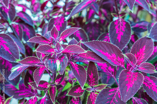 Close up top view of Strobilanthes auriculatus dyeriana Persian shield tropical flower. Sweden. photo