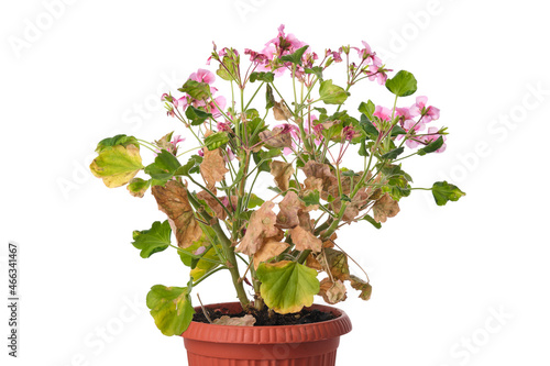 Diseased geranium flower with withered leaves in a pot isolated on white background.