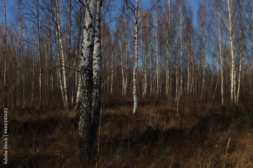Birch grove without leaves in late autumn. Natural background image of birch trees. Birch grove without leaves in late autumn. Natural background image of birch trees.