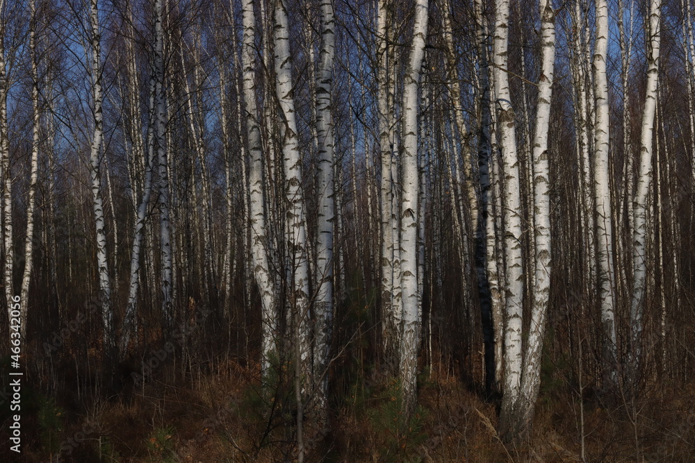 Fototapeta premium Birch grove without leaves in late autumn. Natural background image of birch trees.