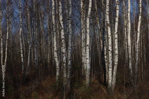 Birch grove without leaves in late autumn. Natural background image of birch trees.