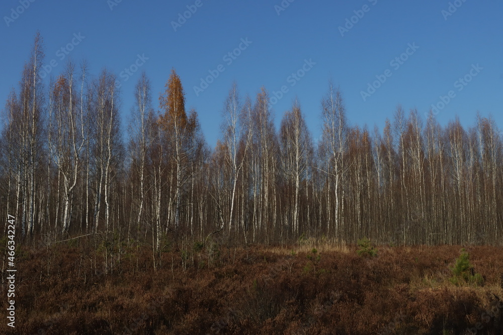 Birch grove without leaves in late autumn. Natural background image of birch trees.