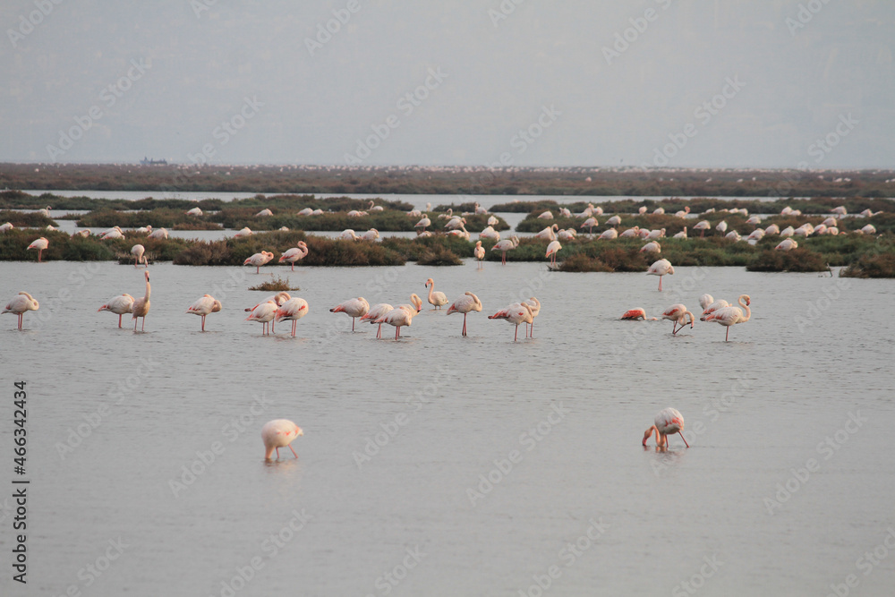 Fototapeta premium flamingos in the water