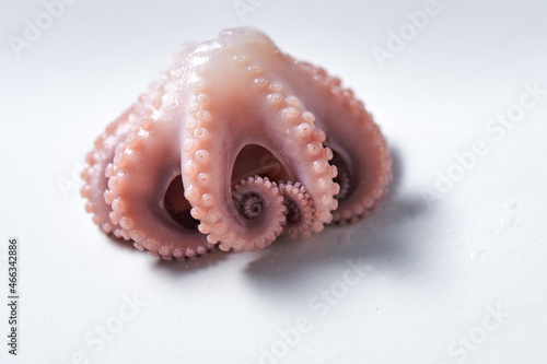 An octopus on white background
