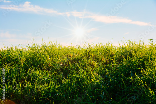 Green grass and blue sky and sun