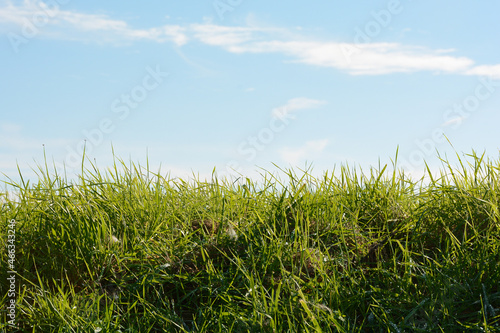 Green grass and blue sky