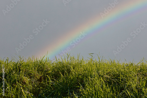 Green grass and a rainbow
