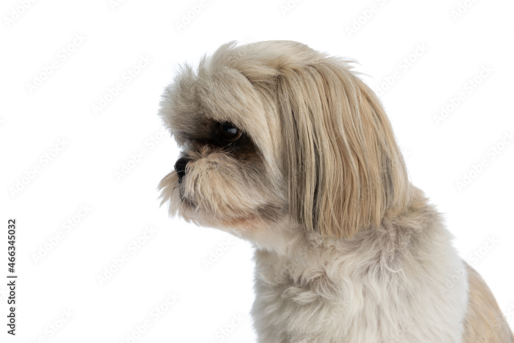 beautiful shih tzu dog looking to the side beautiful shih tzu dog looking to the side