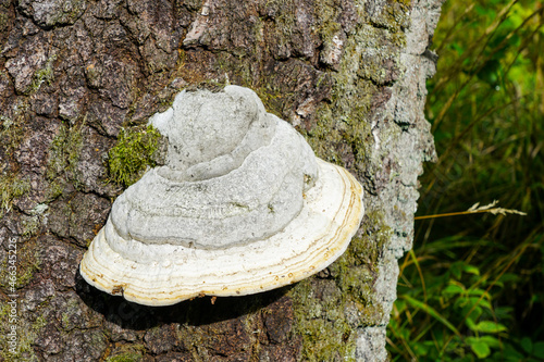 white polypore on tree trunk with large fruiting body with pores or tubes on the underside
