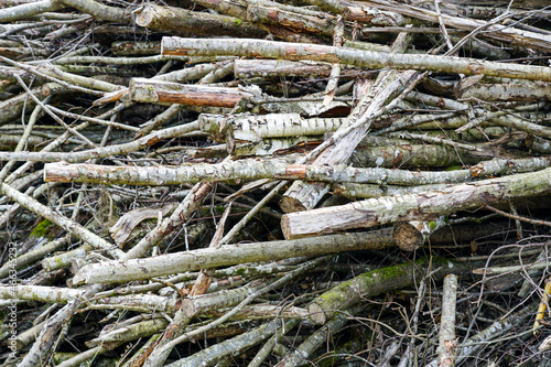 large pile of branches, renewable resource for chip and pellet production