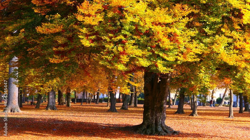 Parkbaum im Herbst