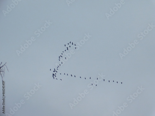 birds in flight