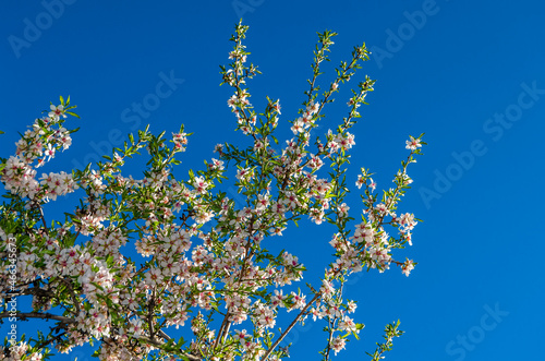 Almond trees in bloom in springtime in Madrid, Spain