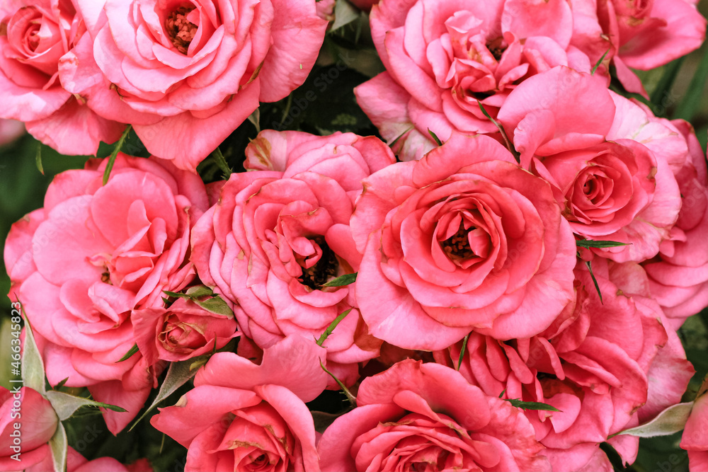 Beautiful blooming pink, coral roses flowers with green leaves growing in a summer garden. Natural background, gardening, summertime. Beautiful blooming pink, coral roses flowers with green leaves growing in a summer garden. Natural background, gardening, summertime.