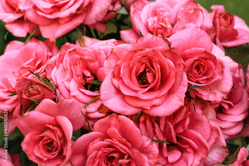 Beautiful blooming pink  coral roses flowers with green leaves growing in  a summer garden. Natural background  gardening  summertime.