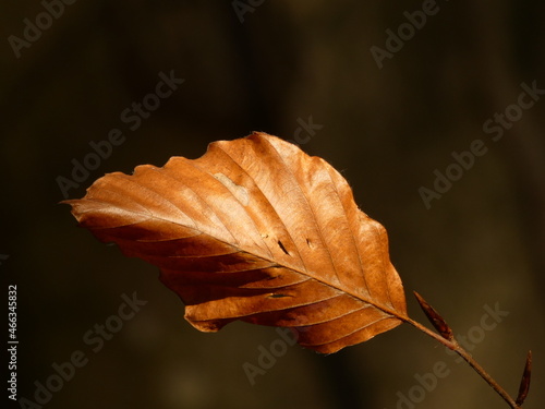 Fototapeta Dry leaf of the European beech (Fagus sylvatica) in autumn, Gdansk, Poland