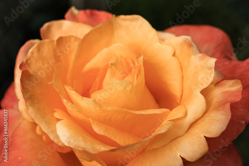 Beautiful blooming pink, coral, pink, yellow, peach roses flowers with green leaves growing in a summer garden. Natural background, gardening, summertime. Textured flower close up.