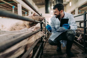 Experienced veterinarian working and checking animals health condition on huge pig farm.
